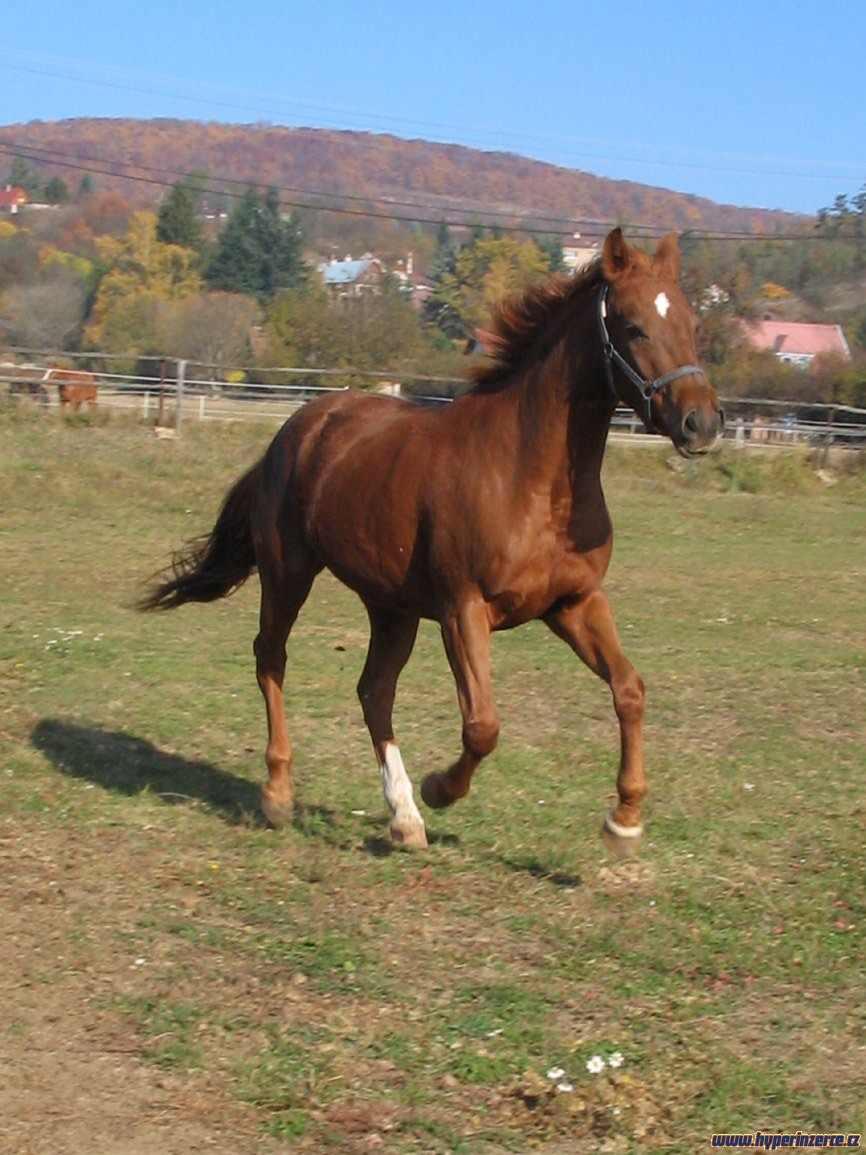 konik001.jpg